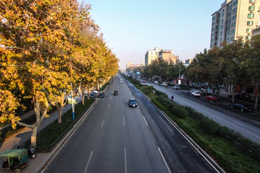 濟(jì)南市張莊路道路綠化工程